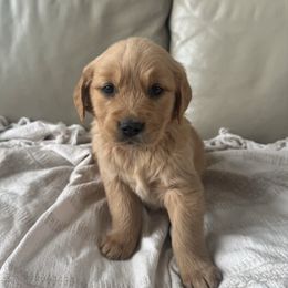 Collins - Light golden male Golden Retriever puppy in Mount Pleasant, Utah from Juniper Mountain Goldens