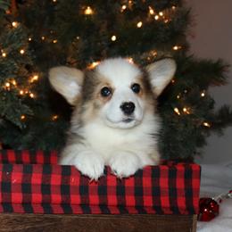 Sadie - Sable female Pembroke Welsh Corgi puppy in St. Charles, Iowa from Kim Boyle's Pembroke Welsh Corgis