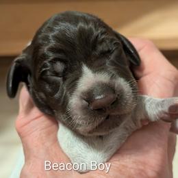 Beacon - Liver roan male German Shorthaired Pointer puppy in Boulder Creek, California from Paloma Vista Ranch