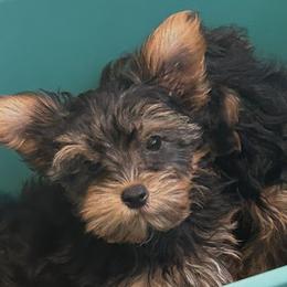 Grem - Black and tan male Yorkshire Terrier puppy in West Warwick, Rhode Island from Robyn’s Nest