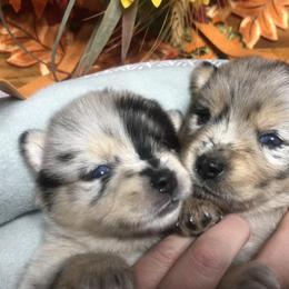 Pomsky and Siberian Husky Puppies from Hemlock Pines Pomsky