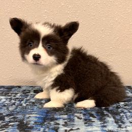 Girl 1 - Gray and white female American Corgi puppy in Hico, Texas from Chisholm Trail Kennels