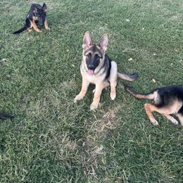 Light Blue - Black and red male German Shepherd puppy in Greentown, Indiana from AK