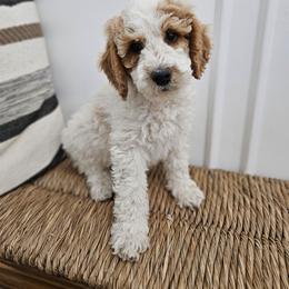 Mr Green - Parti male Labradoodle puppy in Payson, Utah from Utah County Labradoodles