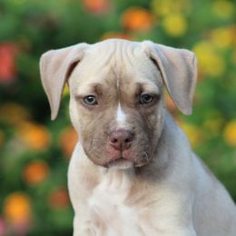 Butch - Liver male American Pit Bull Terrier puppy in Macon, Georgia from Mythos K9s