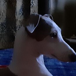 Italian Greyhound All Grown Up from Heartsdesire Italian Greyhounds