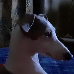 Italian Greyhound All Grown Up from Heartsdesire Italian Greyhounds