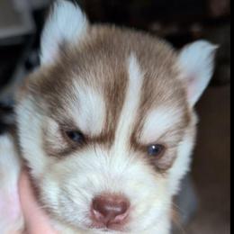 Nova - Red and white female Siberian Husky puppy in Richland, Mississippi from Feazell’s Siberian Huskies