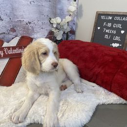 Saint Berdoodle Puppies from Single Barrel Doodles
