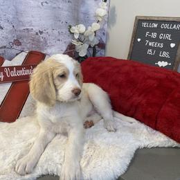 Saint Berdoodle Puppies from Single Barrel Doodles