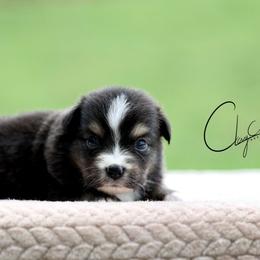 Joe - Black tri male Miniature Australian Shepherd puppy in Prague, Oklahoma from Clay Creek Aussies