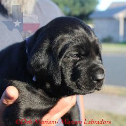 Labrador Retriever Puppies from Mariani Labrador Retrievers
