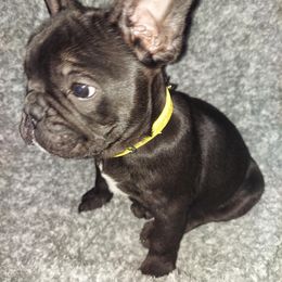 French Bulldog Puppies from Absolute Frenchie Connection