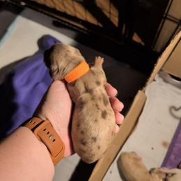 Fiesty - Chocolate and tan male Dachshund puppy in Huachuca City, Arizona from Az's B&B Doxies