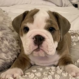 Boy 2 - Bulldog puppy in Fairfax, California from Marin Bulldogs