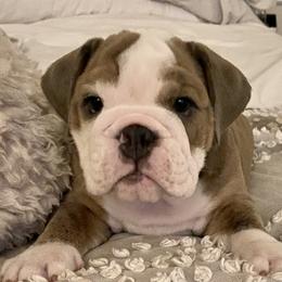 Boy 2 - Bulldog puppy in Fairfax, California from Marin Bulldogs