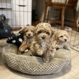 Maltipoo Puppies from Jessica's Maltipoos
