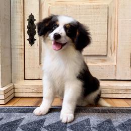 White Tricolor male - Tri-color male Bernedoodle puppy in Brooksville, Florida from Kruger Doodles