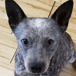 Sugarbee - Australian Cattle Dog