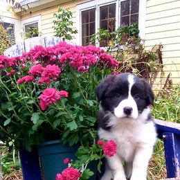 Border Collie Puppies from Camden Creek Farm