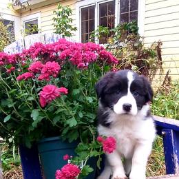 Border Collie Puppies from Camden Creek Farm