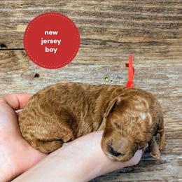 New Jersey - Red  male Goldendoodle puppy in Cambridge, Minnesota from Country Meadow Doodles