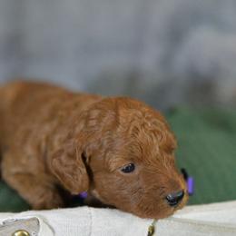 Ruby Gillis - Red  female Poodle puppy in Bauxite, Arkansas from Mountain Ridge Poodles