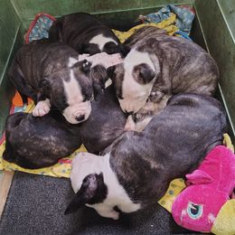 American Staffordshire Terrier Puppies from Ironheart American Staffordshire Terriers