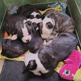 American Staffordshire Terrier Puppies from Ironheart American Staffordshire Terriers