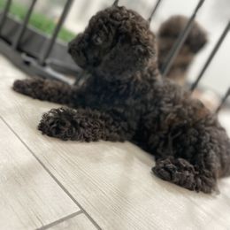 Cockapoo Puppies from Doodle Corner