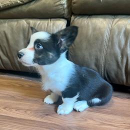 Trindle boy - Black and white male Cardigan Welsh Corgi puppy in Clinton, Tennessee from High Hopes Farm