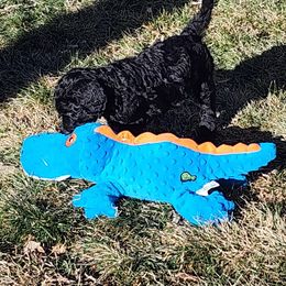 Sheepadoodle Puppies from Jaqueline Sparks