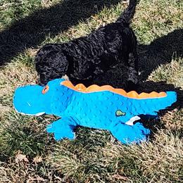 Sheepadoodle Puppies from Jaqueline Sparks
