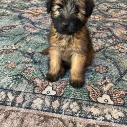 Sebastian - Wheaten male Soft Coated Wheaten Terrier puppy in Nokomis, Illinois from Windhill Wheatens