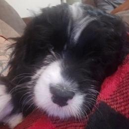 Winnie - Yellow - Black and white female Bernedoodle puppy in Carlisle, Iowa from Farnsworth Bernedoodles and King Munchkin Bernedoodles