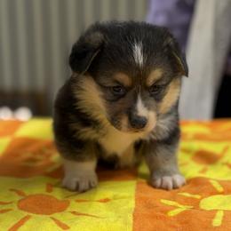 Boy 1 - Black and tan male Pembroke Welsh Corgi puppy in Moulton, Alabama from Reed's Pembroke Corgi Welsh
