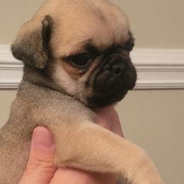 Teddy - Fawn male Pug puppy in Cincinnati, Ohio from Pugs513