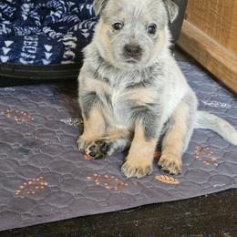 Ghost - Blue speckled male Australian Cattle Dog puppy in Cora, Wyoming from Lyla Hinman's Australian Cattle Dogs