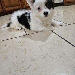Custard - White and black male Pembroke Welsh Corgi puppy in Norwood, Missouri from McGraw's Paws 🐾