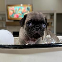 Millie - Fawn female Pug puppy in Indiahoma, Oklahoma from Farm Fresh Doodles