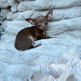 Peppermint - Chocolate male Chihuahua puppy in Conway, Arkansas from Kings chichis