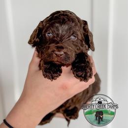 Katniss - Chocolate female Goldendoodle puppy in Ocoee, Tennessee from Liberty Creek Farms