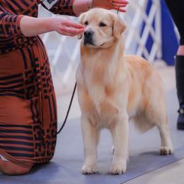 Golden Retriever puppies from Skyland Golden Retrievers