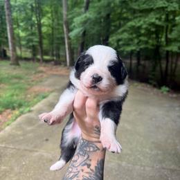 River - Tri-color female Border Collie puppy in Fortson, Georgia from Southern Wind Farms
