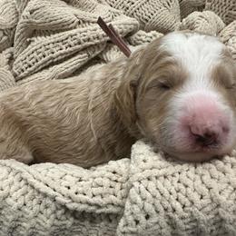 Pink Collar - Cream female Poodle puppy in Chino Valley, Arizona from Whiskey Row Royals