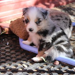 Squirt - Blue merle male Australian Shepherd puppy in Sonoita, Arizona from Gardner Canyon Kennels