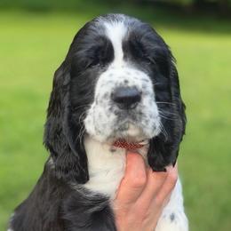 Elijah Craig - Black and white male English Springer Spaniel puppy in Hawesville, Kentucky from Bristol’s Southern English Springer Spaniels