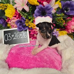 Wisteria - Blue white and tan female Rat Terrier puppy in Brookfield, Missouri from Country Rat Terriers