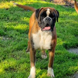 Hamlet - Boxer