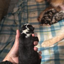 Puppy 5 - Black tri-color female Australian Shepherd puppy in Muncie, Indiana from Gemfire Australian Shepherds